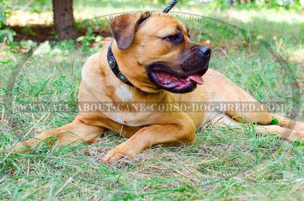 Cane Corso collar with conchos