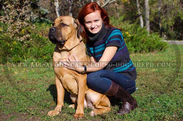 Good training choke collar to deal with large and strong canine