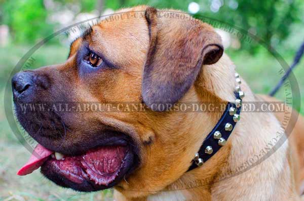 Leather Cane Corso collar with pretty cones