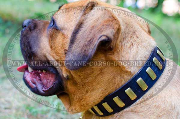 Amazing leather Cane Corso equipment with gorgeous plates