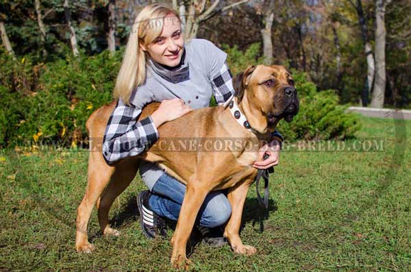 Walking your Corsi in prestigious outdoor canine collar