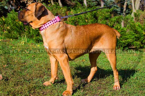 Walking Pink Leather Dog Collar for Stylish Walks