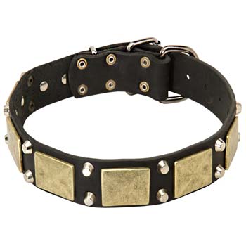 War dog Cane Corso Vintage Collar