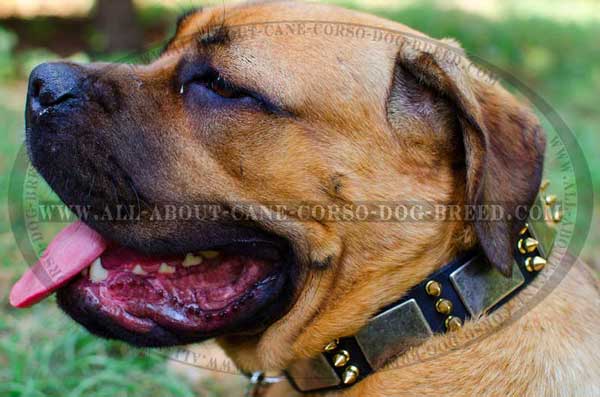 War spikes and plates decorated Cane Corso gear