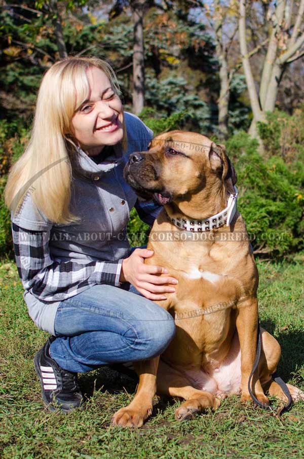  Leather Cane Corso Colar White With Studs