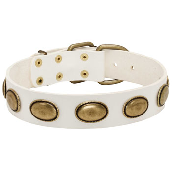 Extra strong leather white Cane Corso collar with gorgeous plates