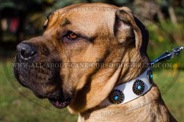 Cane Corso collar for stylish canines