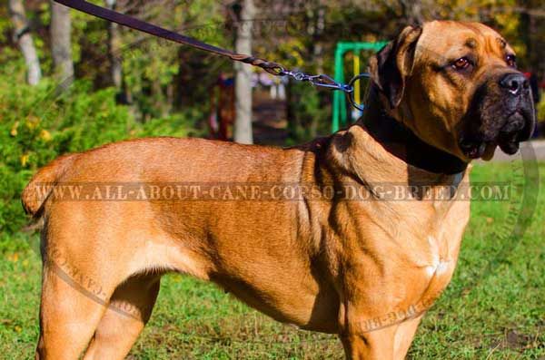 Handmade leather Cane Corso equipment with smooth surface