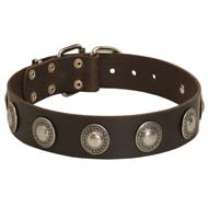 Wide Leather Collar with Silver Conchos for Cane Corso