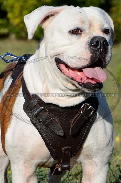 Extremely Comfortable Leather Dog Harness for Regular Wear