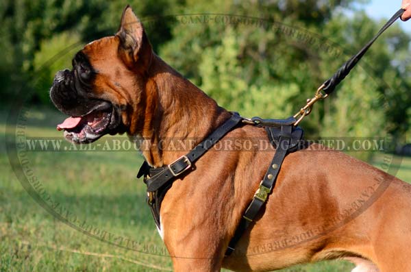 Easy Movement Dog Harness for Boxers