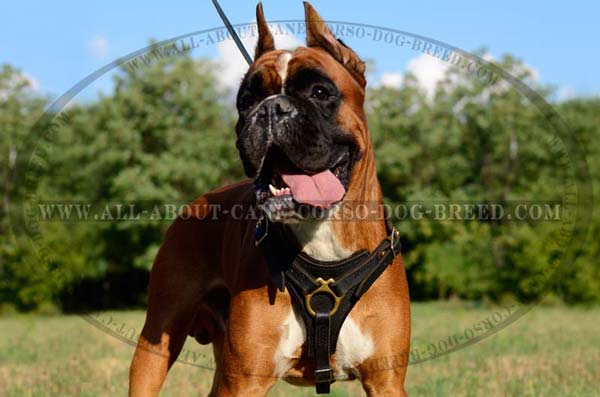 Most Reliable Leather Boxer Harness