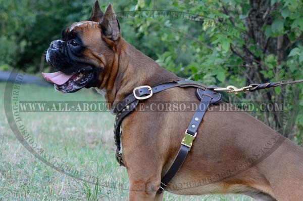 Elegant Leather Dog Harness for Boxers