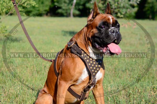 Superb Leather Dog Hareness Is Used by Experienced Dog  Trainers