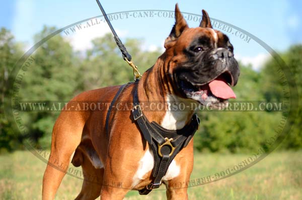 Strongest Leather Dog Harness For Big Dogs