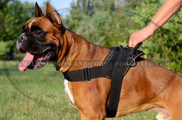 Boxer Nylon Harness Light