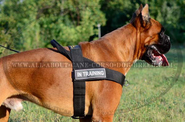 Walking/Training Boxer Nylon Harness