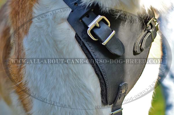 Custom Made Leather Dog Harness with Padding