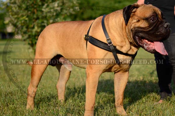 Bullmastiff Pulling & Tracking Leather Dog Harness