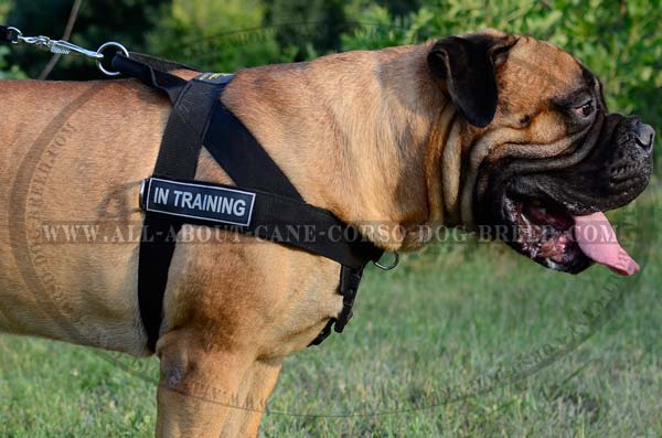 Walking Bullmastiff Nylon Harness Light