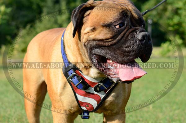 Stylish Leather Canine Harness for Bullmastiff