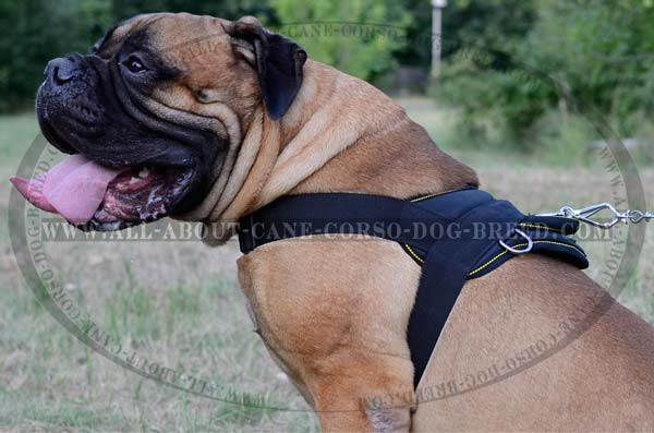 All-Weather Bullmastiff Nylon Harness