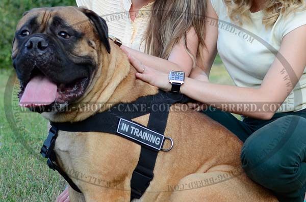 Most Durable Nylon Dog Hareness for Bullmastiffs