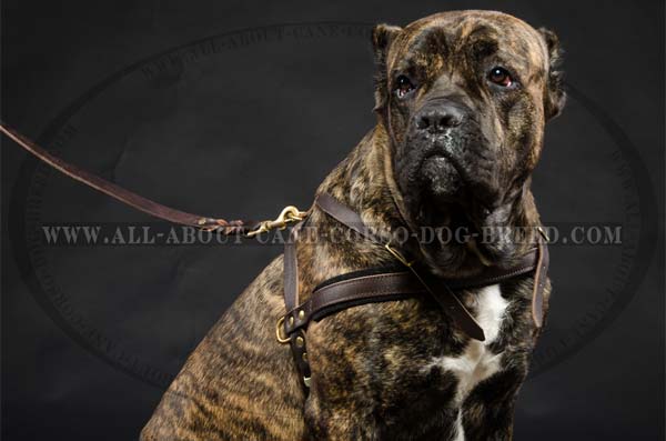 Cane Corso breed pulling leather dog harness with padded chest strap