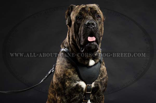 Cane Corso leather dog harness with smooth chest plate
