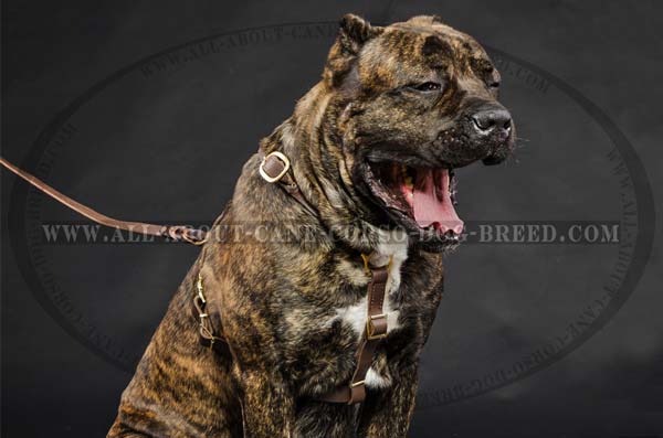 Y-shaped Cane Corso leather dog harness without chest plate