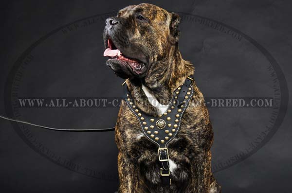 Cane Corso breed leather harness with royal decoration
