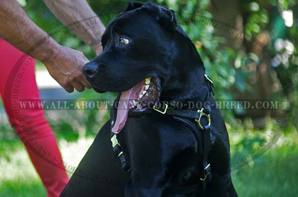 Cane Corso lightweight harness