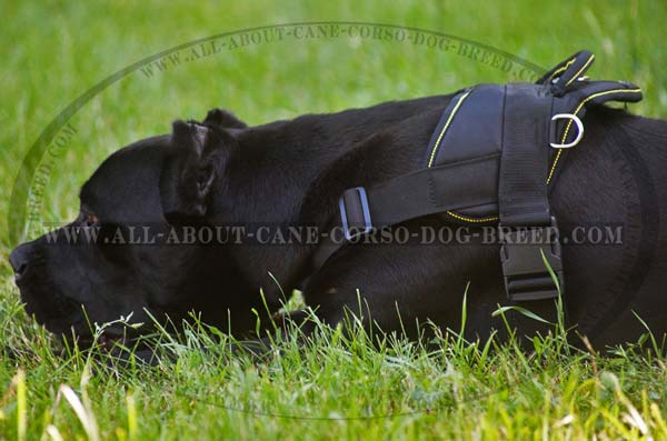 Cane Corso likes nylon dog harness