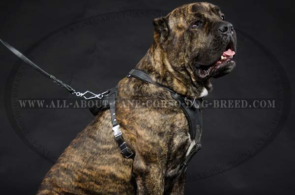 Cane Corso leather dog harness for agitation training