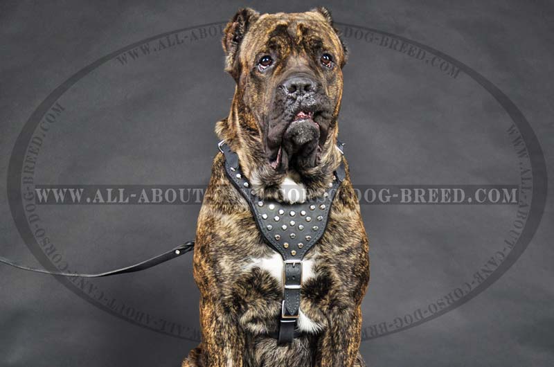 Leather Studded Dog Harness For Cane Corso With Silver Color Pyramids