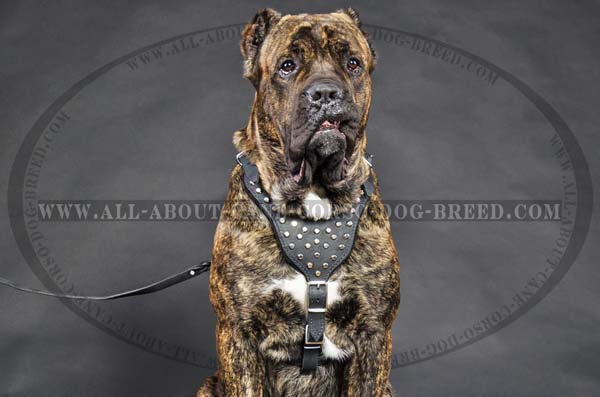 Cane Corso leather dog harness for walking in style