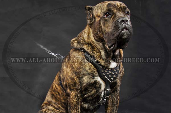 Spiked Leather Canine Harness for Cane Corso