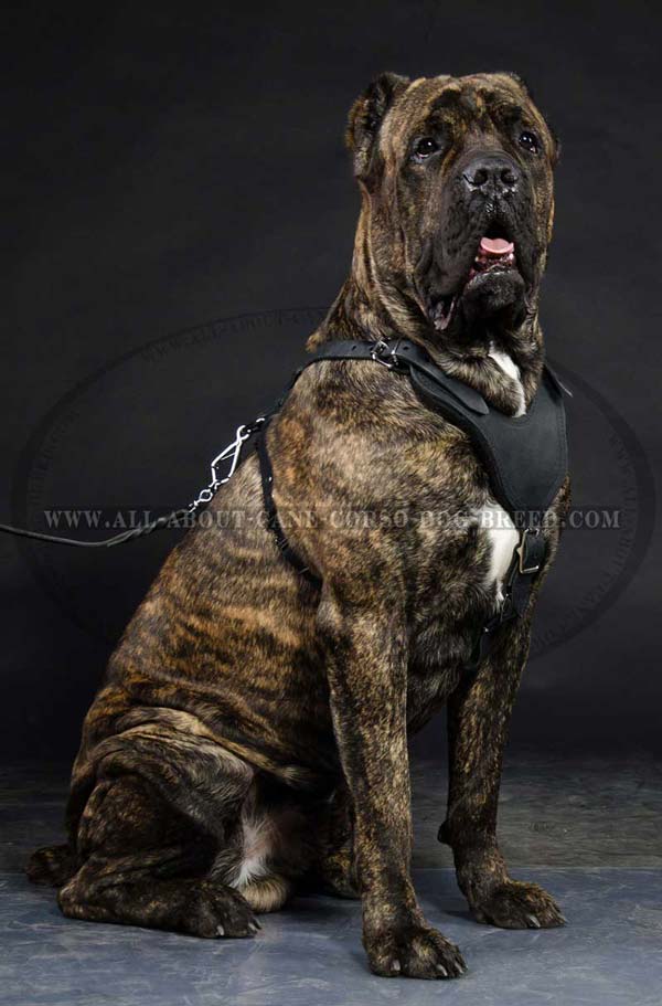 Cane Corso leather dog harness with D-ring
