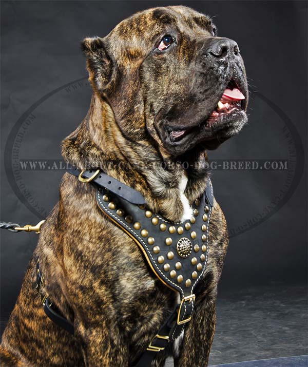 Cane Corso leather dog harness with Nappa padding and decoration