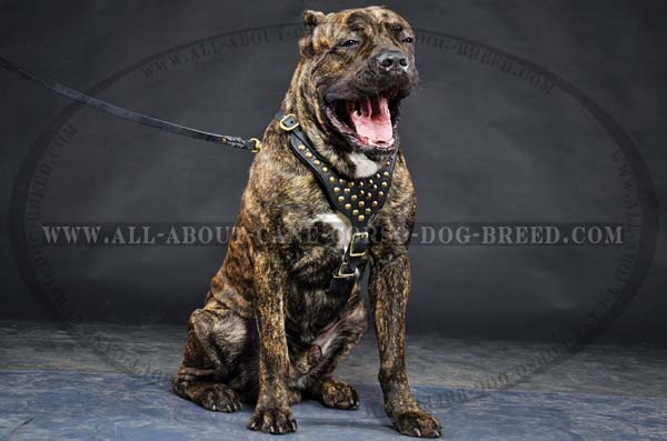 Cane Corso leather dog harness with adjustable leather straps