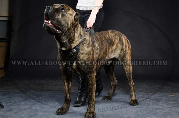 Classic Leather Cane Corso Harness