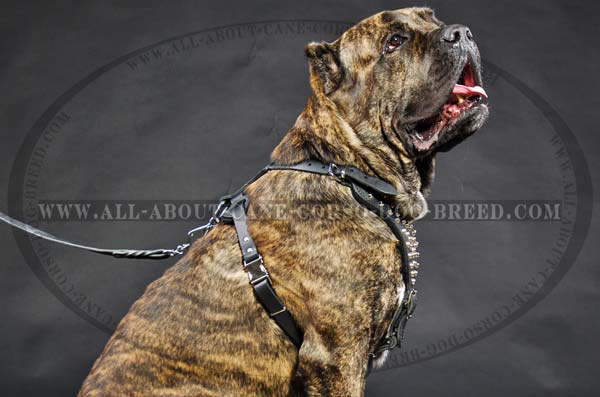 Cane Corso leather dog harness with solid D-ring