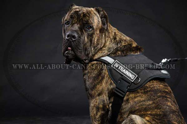 Reflective Nylon Canine Harness for Cane Corso