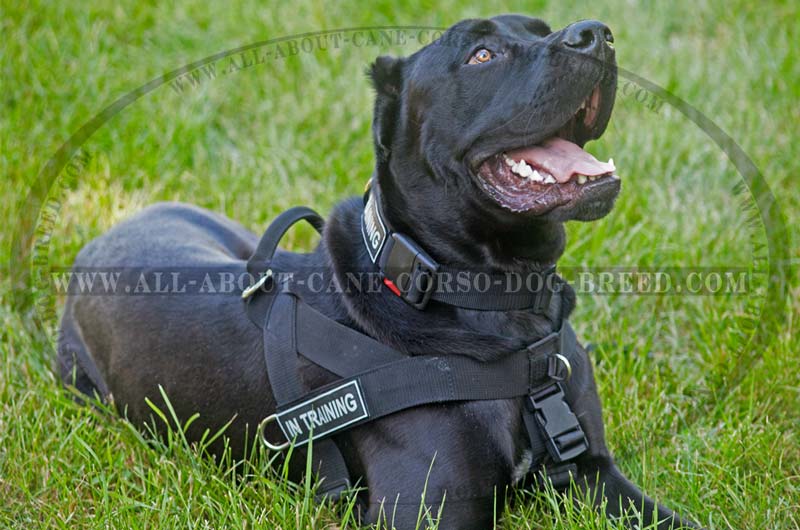 Lightweight Nylon Dog Harness, Dogue de Bourdeaux Breed