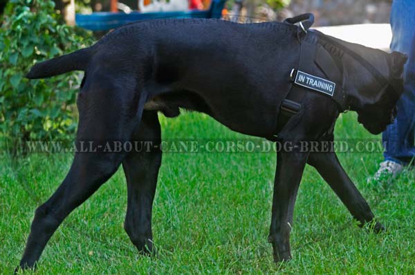 Cane Corso nylon dog harness with id-patches on both sides