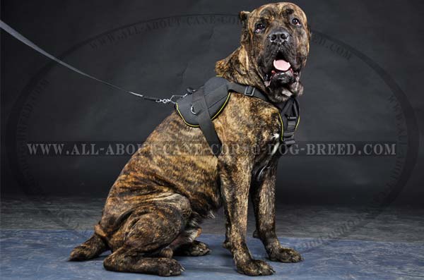 Cane Corso nylon dog harness with quick grab handle