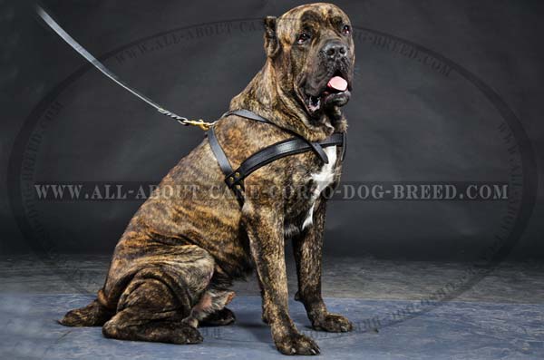 Cane Corso pulling leather dog harness black