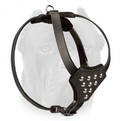 Comfy leather Cane Corso puppy harness