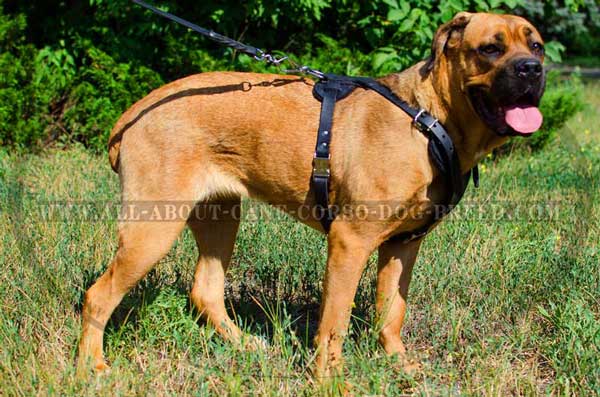 Durable Cane Corso Harness for Attack Work