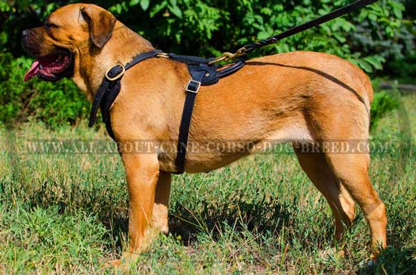 Cane Corso Harness with Adjustable Straps